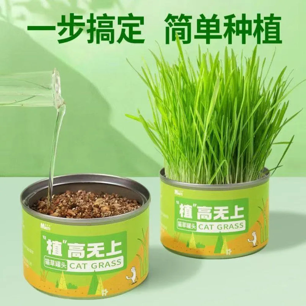 Masti Cat grass