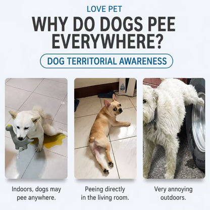Pet Potty Training Inducer Spray 120ml – Toilet Training Attractant for Dogs & Cats